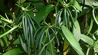 Gousse de vanille