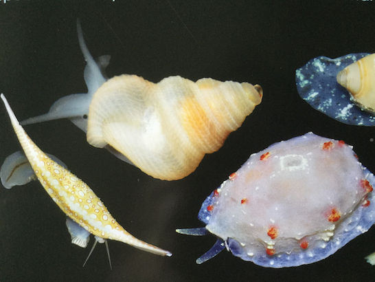 Petits mollusques découverts dans la mer entourant l’Ile des Pins